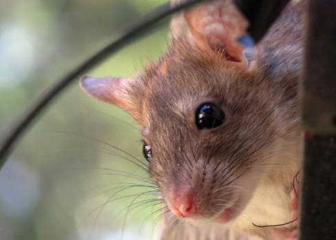 Un topino come coinquilino?