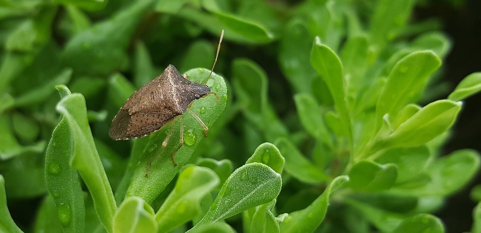 Servizio di disinfestazione insetti parassiti - cimice verde