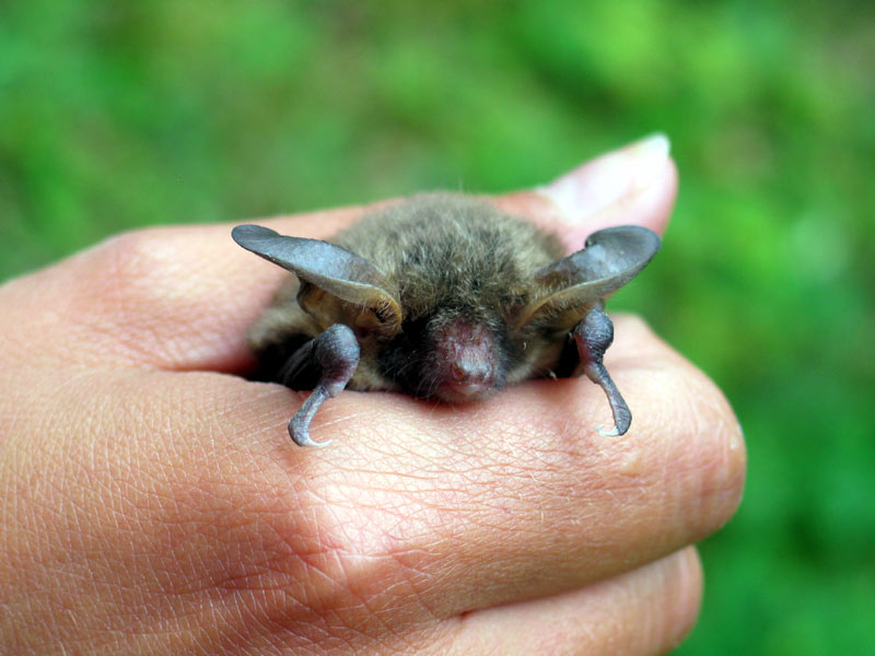 Pipistrello